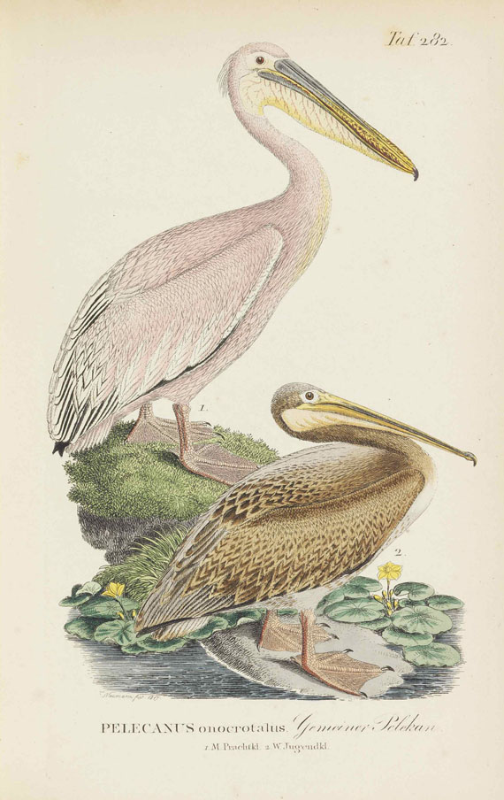 Johann Andreas Naumann - Naumanns Naturgeschichte der Vögel. 15 Bände - 