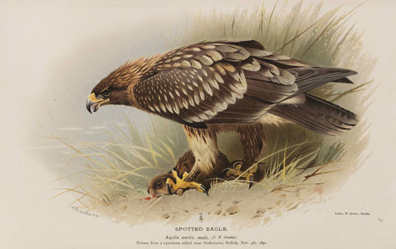 Thomas Lyttleton Powys - Birds of the British Islands. 7 Bände - 