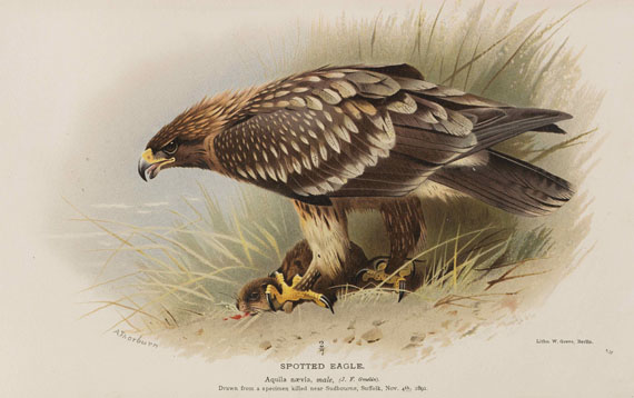 Thomas Lyttleton Powys - Birds of the British Islands. 7 Bände - 
