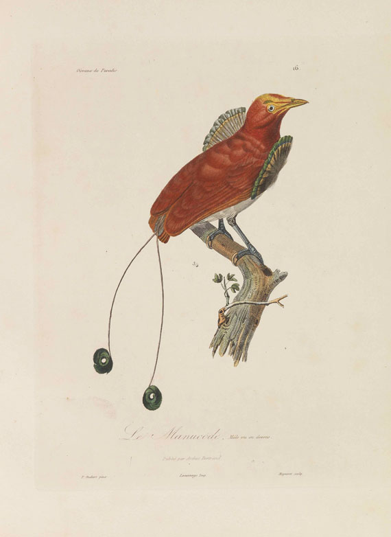 Réne-Primevère Lesson - Histoire naturelle des oiseaux de paradis - 