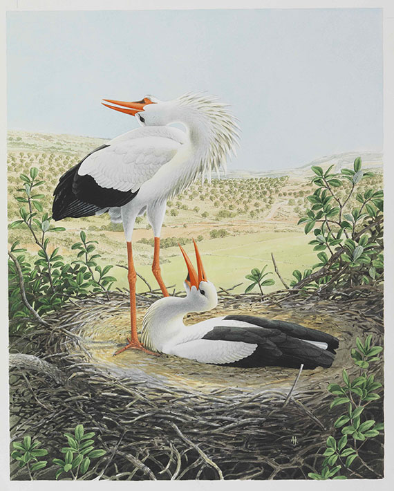Alan Harris - Alan Harris und David Quinn - 49 Aquarelle zu "Storks, Ibises and Spoonbills of the world" 1992 - 