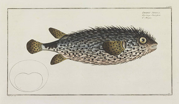 Marcus Elieser Bloch - Ca. 70 Bll. Fische aus Bloch + ca. 90 Bll. großformatige Fischdarstellungen
