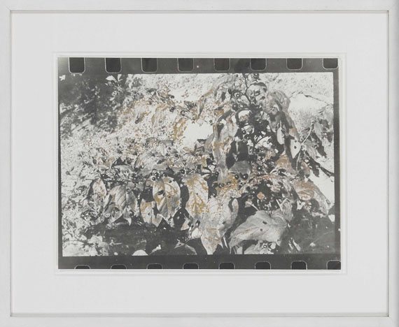 Sigmar Polke - Belladonna - Frame image