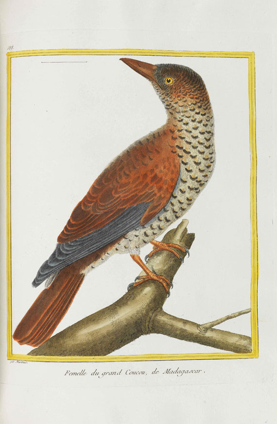 Georges Louis Leclerc Buffon - Histoire naturelle des oiseaux. Band 6