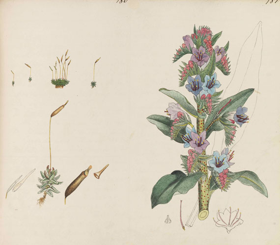 Elizabeth Jane Wilkinson - Botany of Great Britain after J. Sowerby. Handschrift mit Pflanzenaquarellen. 2 Bände