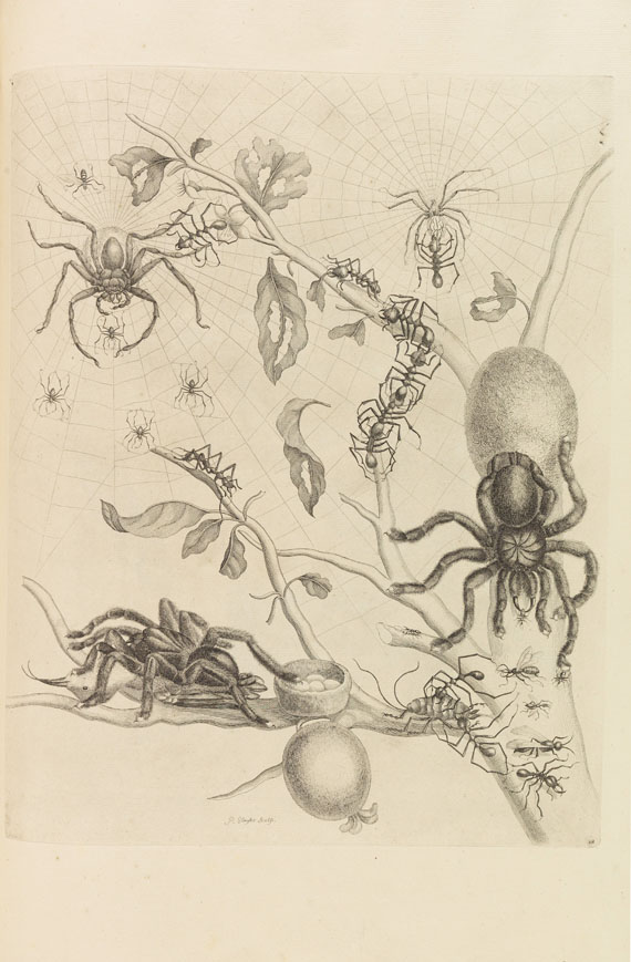 Maria Sibylla Merian - Veranderingen der surinaamsche Insecten - 