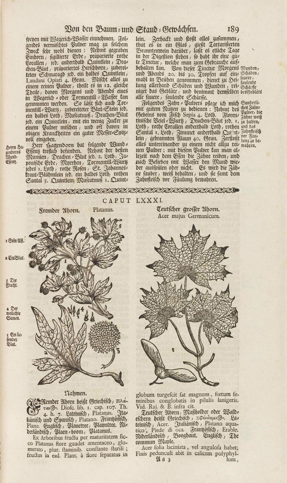 Theodor Zwinger - Theatrum botanicum