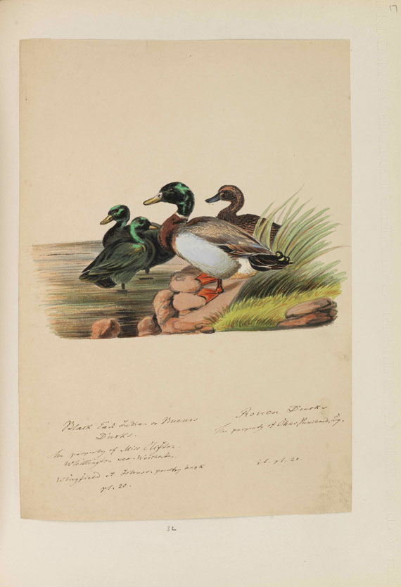 Heinrich Gottlieb Ludwig Reichenbach - Sammelband mit ornithologischen Orig.-Zeichnungen - 