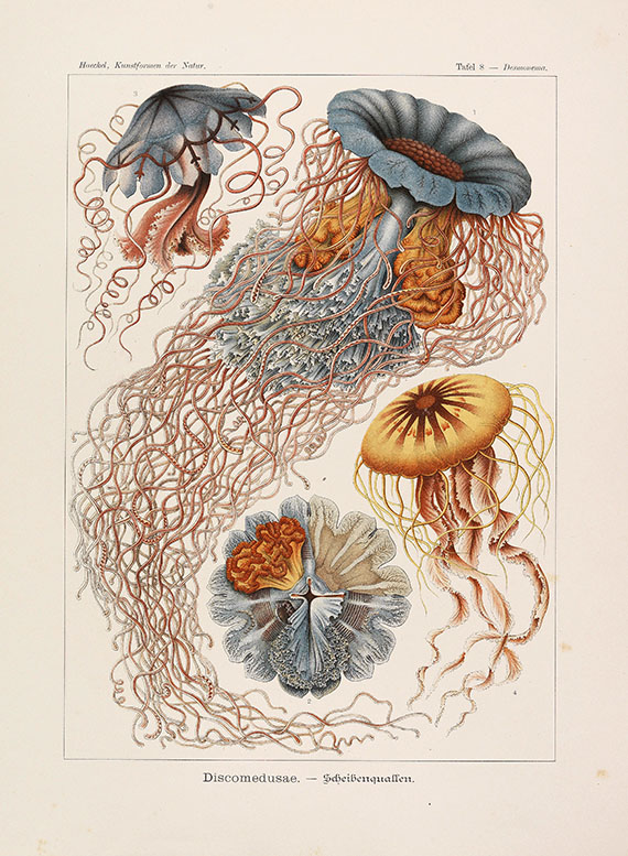 Ernst Haeckel - Kunstformen der Natur. 2 Kassetten - 