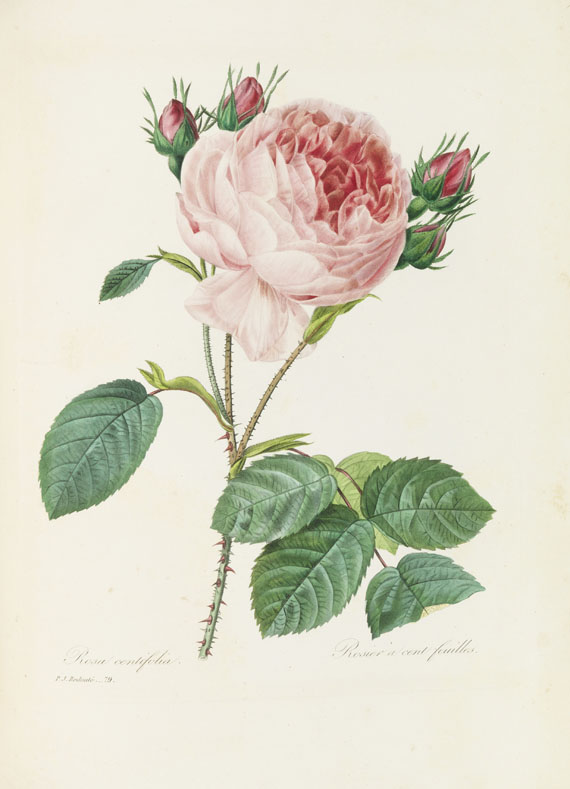 Pierre Joseph Redouté - Choix des plus belles fleurs et des beaux fruits. 135 plates plus 5 loosened