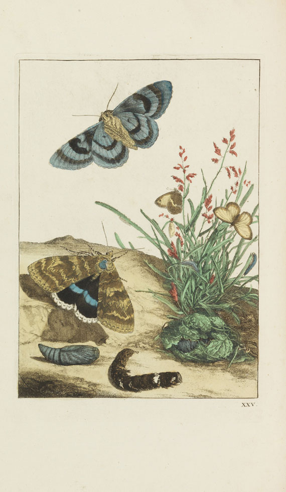Jacob L' Admiral - Naauwkeurige waarnemingen omtrent ... insekten - 