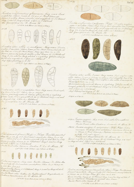 Philipp Hepp - Abbildungen und Beschreibung der Sporen ... der Flechten Europas