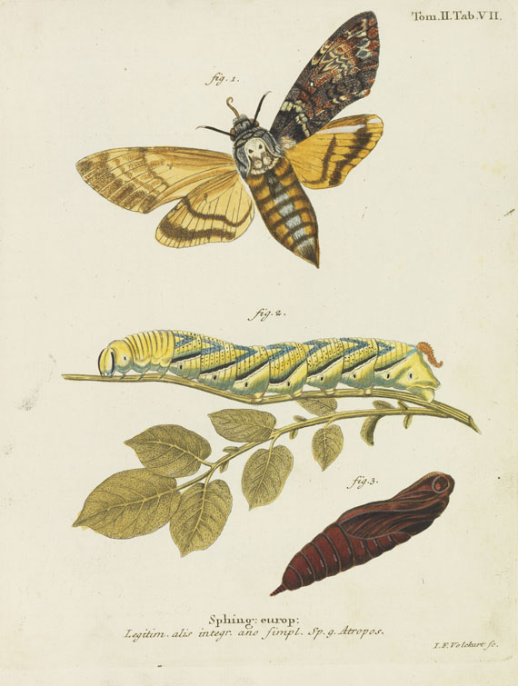 Johann Christoph Esper - Schmetterlinge + Ausländische Schmetterlinge, zus. 20 Bände - 