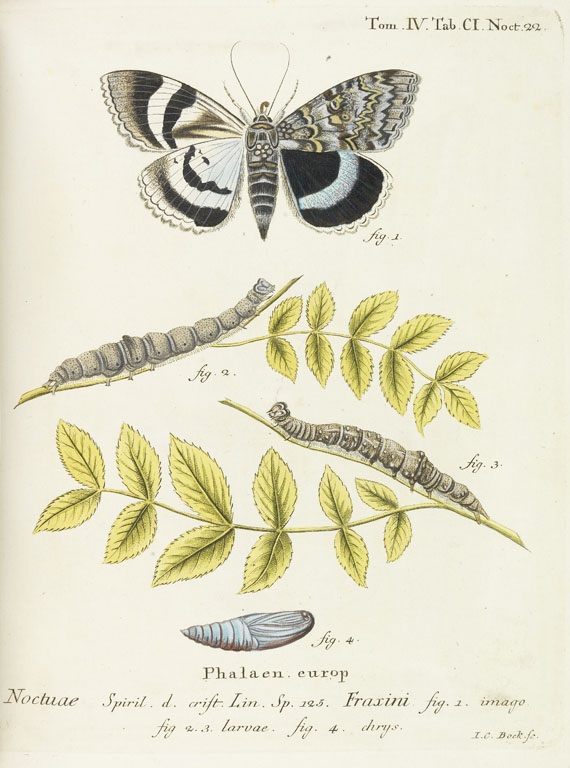 Johann Christoph Esper - Schmetterlinge + Ausländische Schmetterlinge, zus. 20 Bände - 