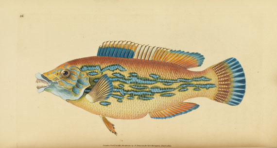 Edward Donovan - British fishes. 5 in 3 Bänden