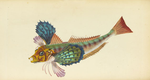 Edward Donovan - British fishes. 5 in 3 Bänden - 
