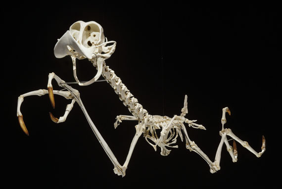 Hyungkoo Lee - Geococcyx Animatus & Canis Latrans Animatus (2-tlg.) - 