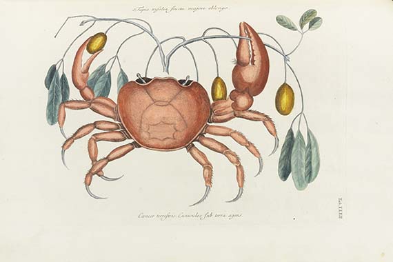 Mark Catesby - Piscium serpentum insectorum - 