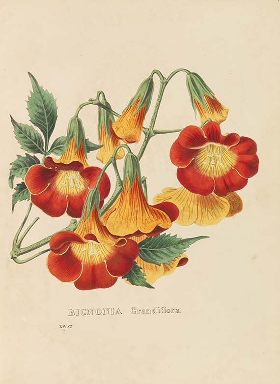 Heinrich Gottlieb Ludwig Reichenbach - Flora Exotica