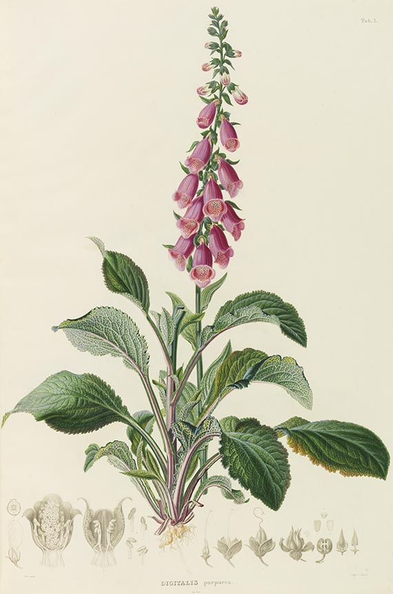 Georg Friedrich Wilhelm Meyer - Flora des Flora des Königreichs Hannover