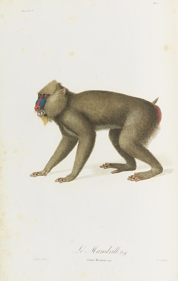 Jean Baptiste Audebert - Histoire naturelle des singes et des makis - 