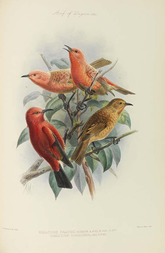 Lionel Walter Rothschild - The Avifauna of Laysan and the neighbouring islands - 