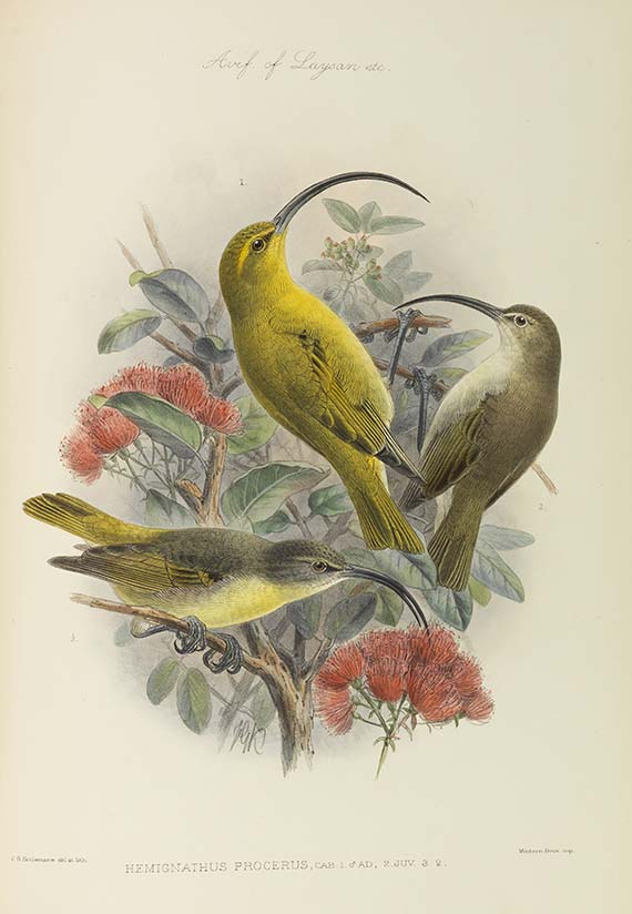 Lionel Walter Rothschild - The Avifauna of Laysan and the neighbouring islands