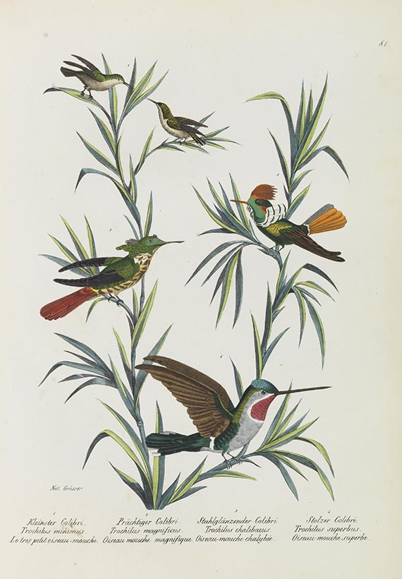 Heinrich Rudolf Schinz - Naturgeschichte und Abbildungen der Vögel