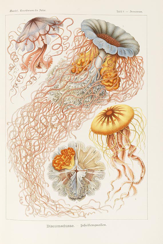 Ernst Haeckel - Kunstformen der Natur - 