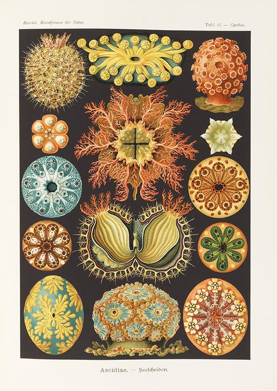 Ernst Haeckel - Kunstformen der Natur