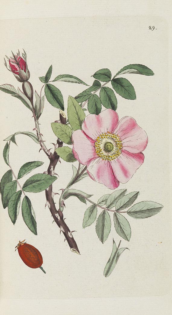 Johann Wilhelm Palmstruch - Svensk Botanik
