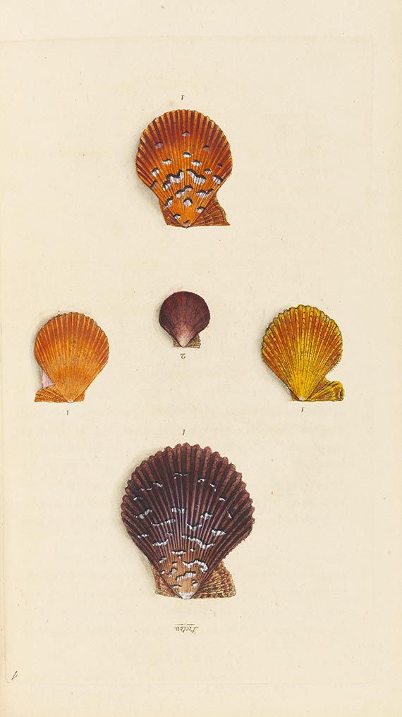 Edward Donovan - The Natural History of British Shells