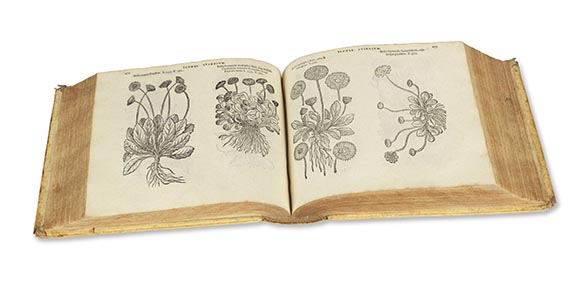 Matthias de Lobel - Icones stirpium - 