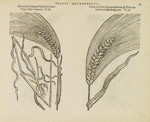 Matthias de Lobel - Icones stirpium - 