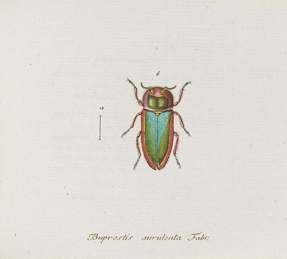 Georg Wolfgang Franz Panzer - Faunae insectorum Germanicae Initia. 190 Hefte und Index in 51 Bänden. - 
