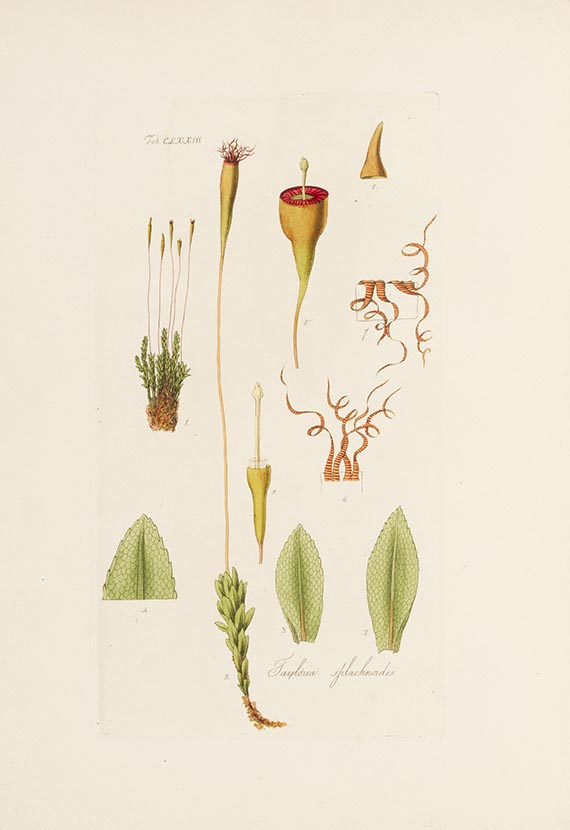 William Jackson Hooker - Musci exotici ... Foreign mosses and other cryptogamic subjects. 2 Teile in 1 Band.