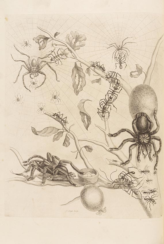 Maria Sibylla Merian - De Europische Insecten. Angebunden: Surinaamsche Insecten - 