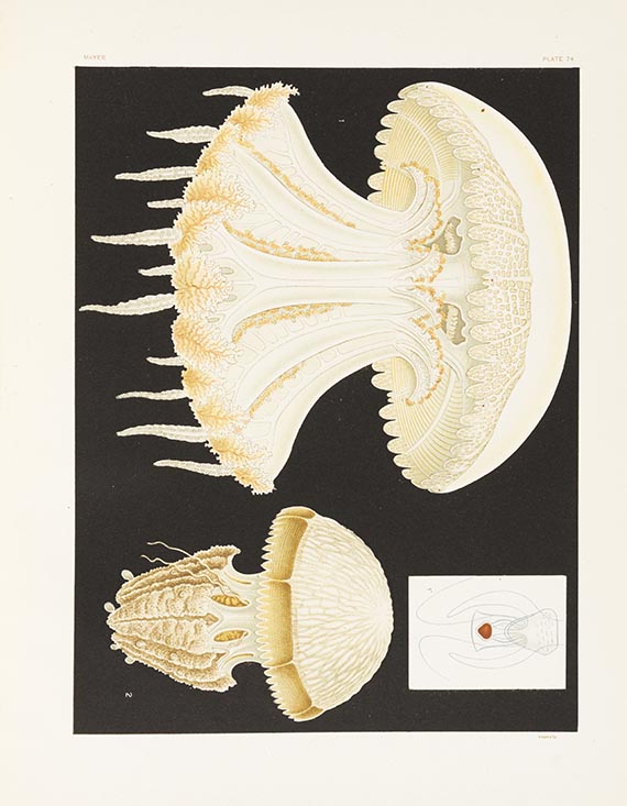 Alfred Goldsborough Mayer - Medusae of the World. 3 Bände