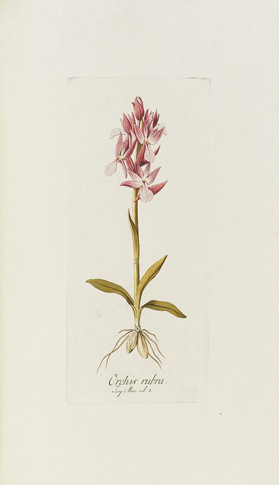 Nicolaus Joseph Jacquin - Icones plantarum rariorum - 