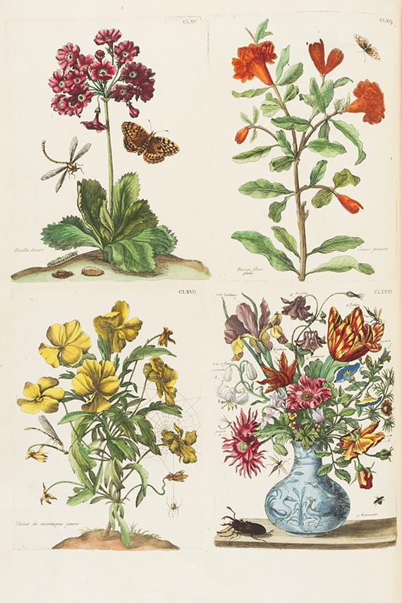 Maria Sibylla Merian - Histoire generale des insectes Surinam. Band II (von 3): Europe