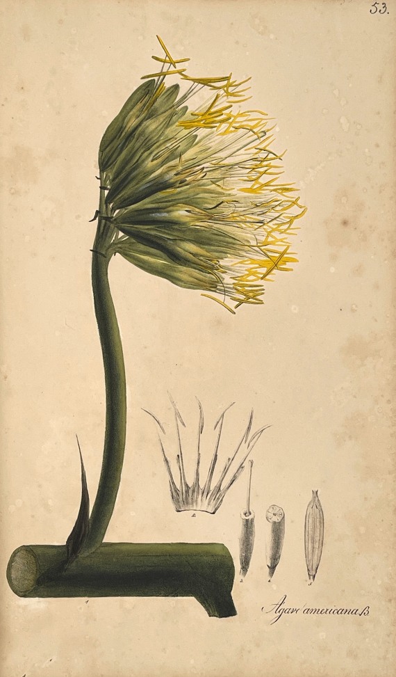 Theodor Friedrich Ludwig Nees von Esenbeck - Plantae officinales. 3 Bände - 