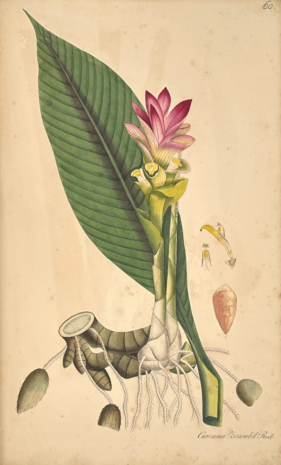 Theodor Friedrich Ludwig Nees von Esenbeck - Plantae officinales. 3 Bände - 