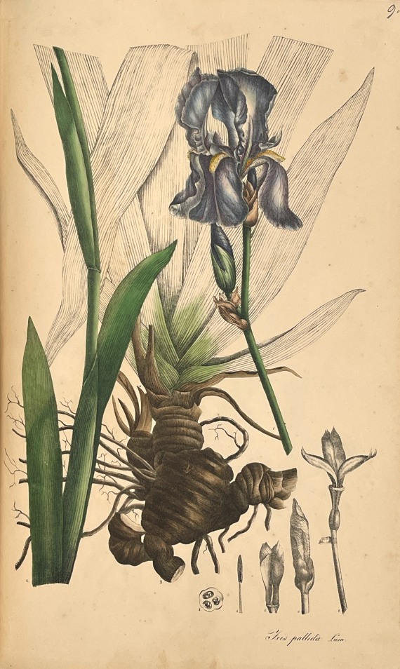 Theodor Friedrich Ludwig Nees von Esenbeck - Plantae officinales. 3 Bände - 
