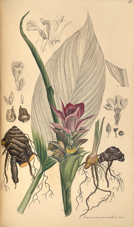 Theodor Friedrich Ludwig Nees von Esenbeck - Plantae officinales. 3 Bände - 