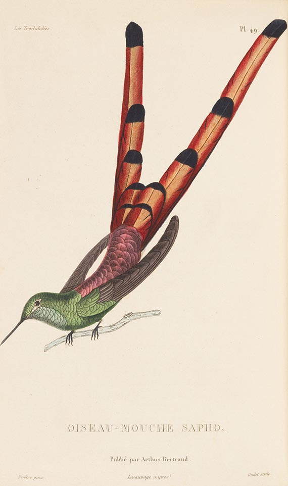 Réne-Primevère Lesson - Histoire naturelle des colibris, suivie d'un supplement (&) Les trochilidées, 2 Werke - 