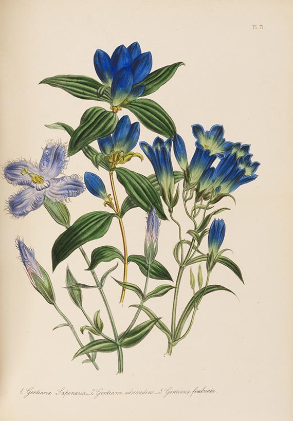 Jane C. Webb Loudon - The ladies' flower-garden. 4 Werke in 5 Bänden. - 