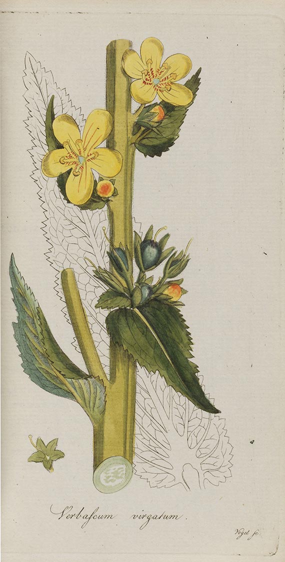 Johann Jacob Roemer - Flora Europaea inchoata - 