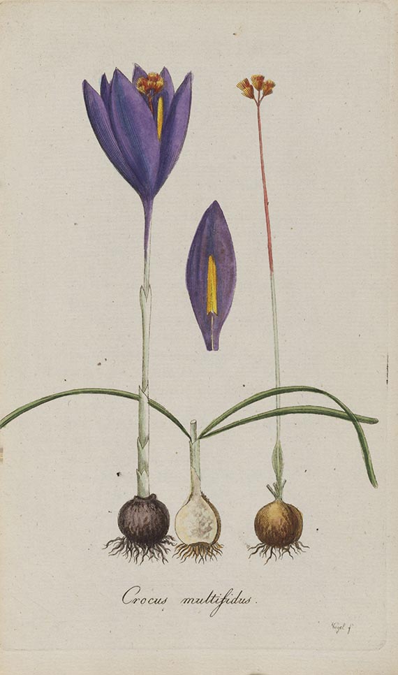 Johann Jacob Roemer - Flora Europaea inchoata - 