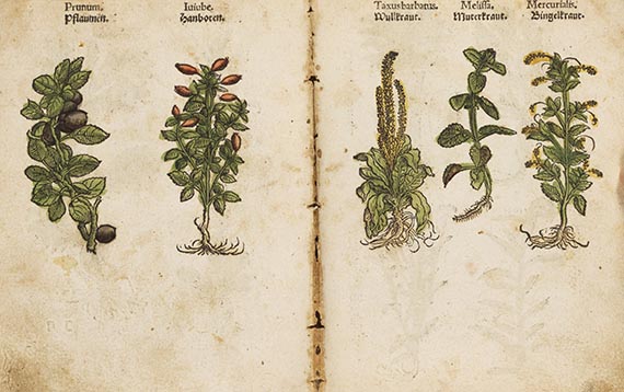 Otto Brunfels - Kreüterbuch contrafayt. - Angebunden: Herbarum imagines vivae (Egenolff 1535) - 