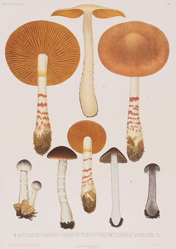 Elias Magnus Fries - Icones selectae Hymenomycetum nondum delineatorum. 2 Bde. in 18 Lieferungen - 